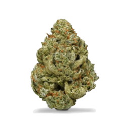 copy of copy of Amnésia Indoor - 1GR