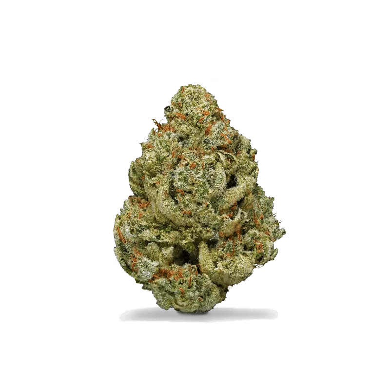 copy of copy of Amnésia Indoor - 1GR