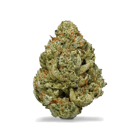 copy of copy of Amnésia Indoor - 1GR