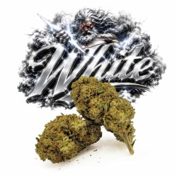 WHITE WIDOW HE