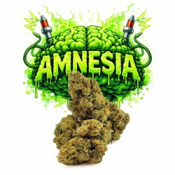AMNESIA HE