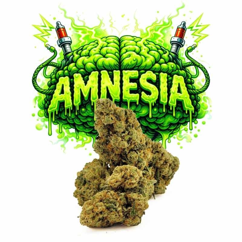 AMNESIA HE