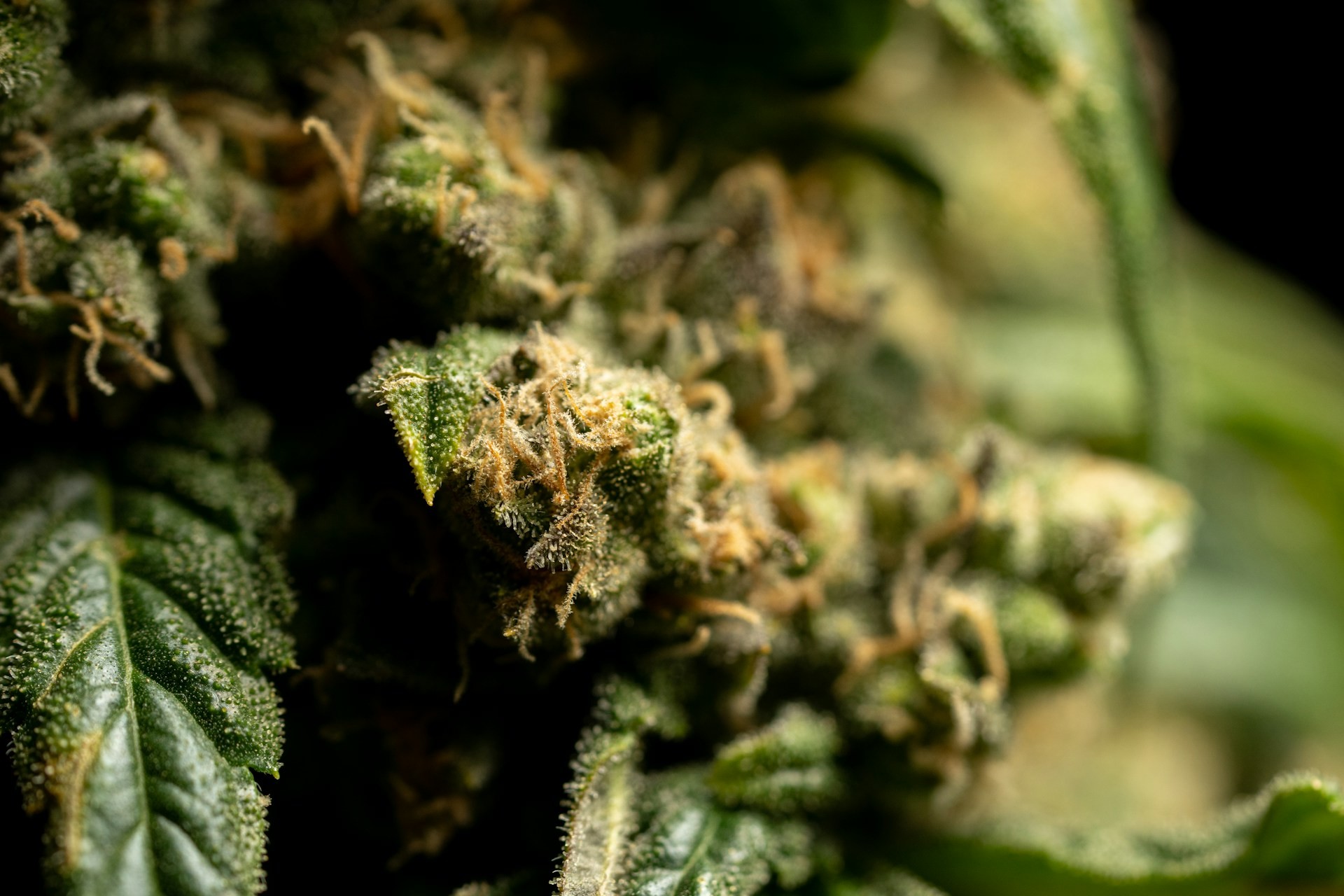 Fleurs HE vs fleurs CBD classiques : quelle différence et comment choisir ?